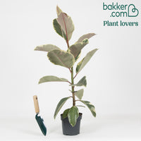 Tineke Rubberplant - Ficus elastica Tineke - Op soort