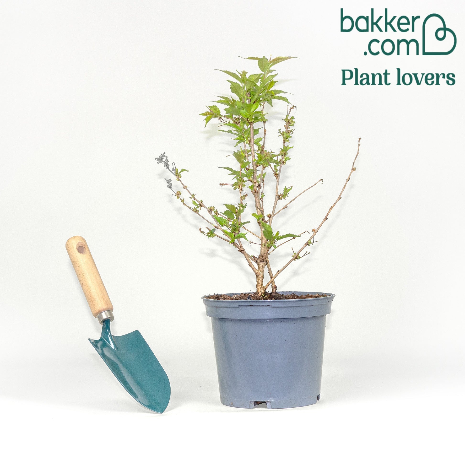 Pot / 3L / Hoogte 30-40cm