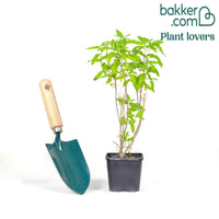 Caryopteris Stephi® Roze