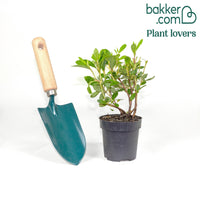 Azalea Encore®  Sunburst