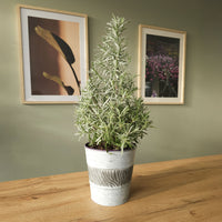 Kleine kamerplanten - Lavendel 'Christmas Tree' - Lavandula angustifolia Christmas Tree