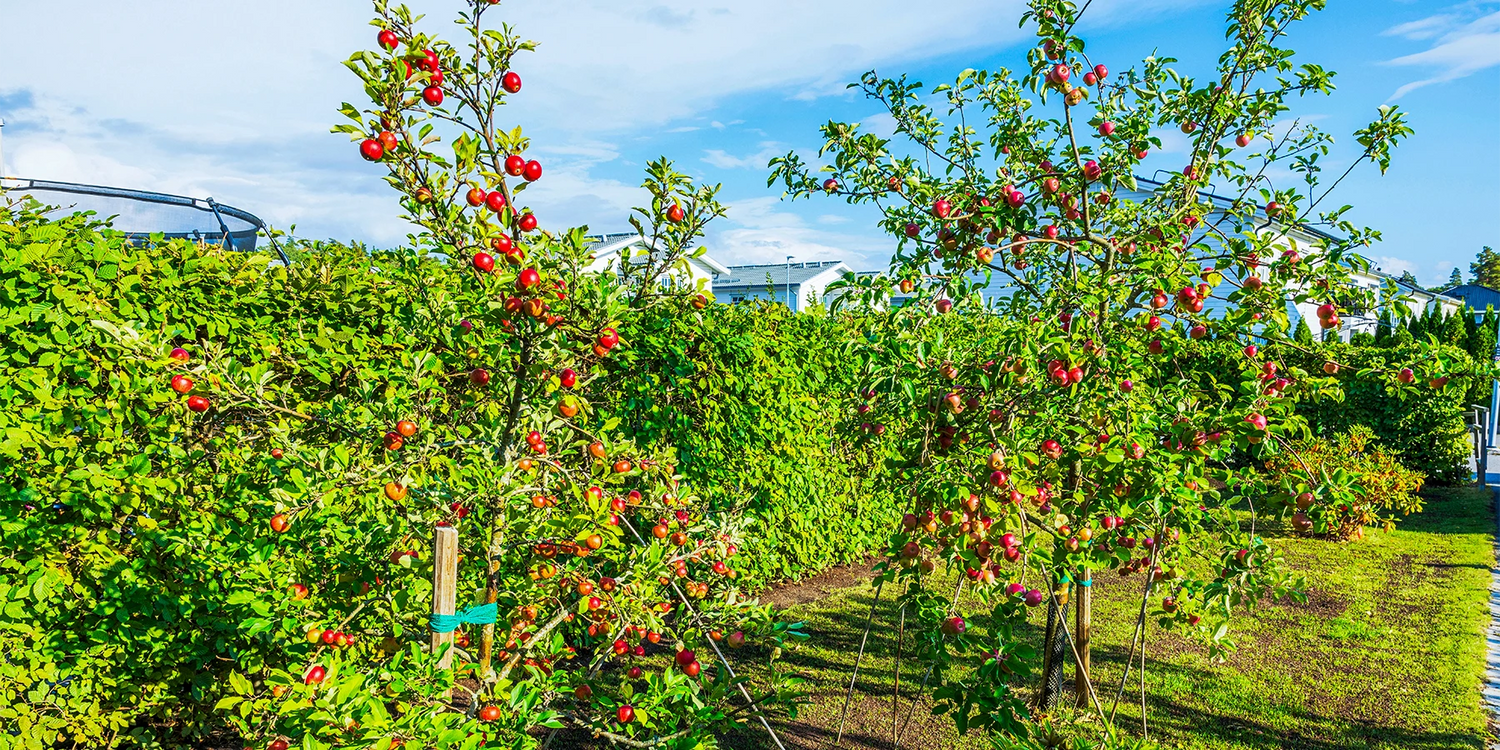 De klassiekers voor de boomgaard tot -30%!