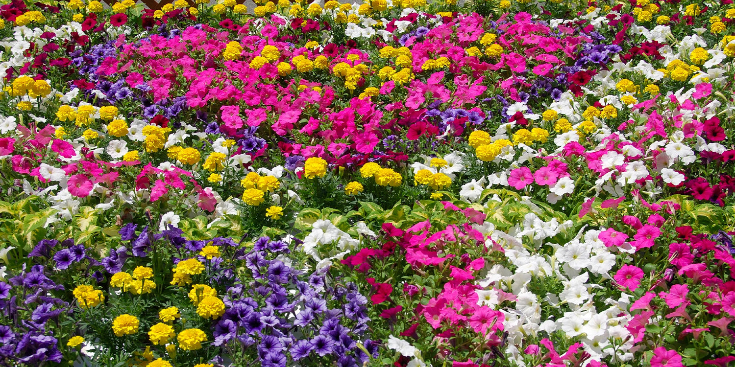 Tuinfestival tot 30% korting!
