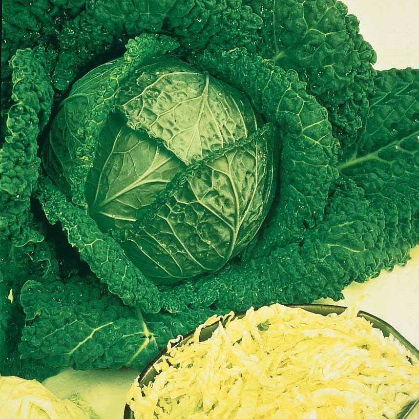 Savooiekool 'Vertus 2' - Brassica oleracea sabauda gros des vertus 2 - Moestuin