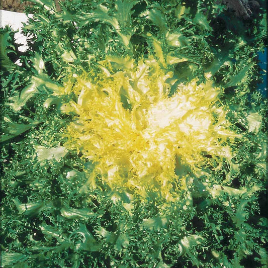 Krulandijvie - Cichorium endivia crispum frisée  grosse pommant seule - Moestuin