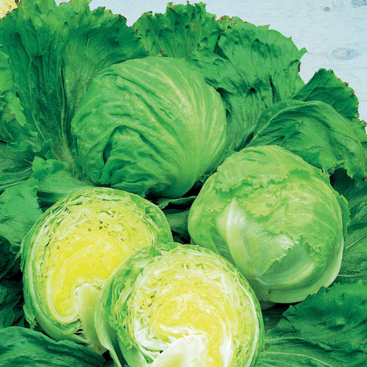 IJsbergsla 'Barcelona' - Bakker