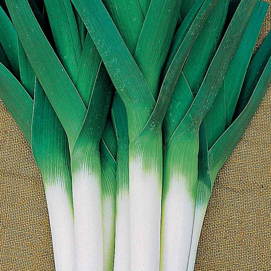 Allium porrum armor (obt. clause) - Prei 'Amor' - Moestuinzaden