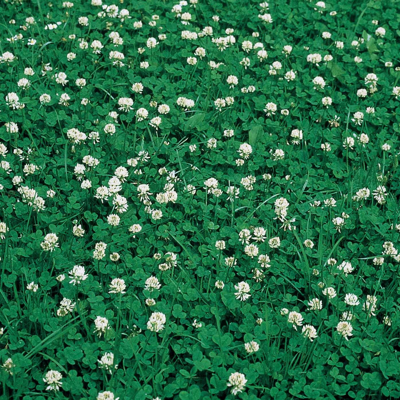 Witte klaver - Trifolium repens - Moestuin