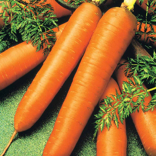 Winterwortel 'Colmar' - rood hart - BIO - Bakker