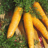 Wortel 'Jaune de Lobberich' - Daucus carota jaune de lobberich jaune du doubs - Moestuin