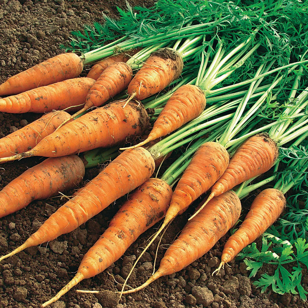 Wortel 'Géante de Tilques' - Daucus carota géante de tilques à pétiole vert - Bakker