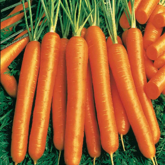 Winterwortel 'Flakkée 2' - rood hart - Bakker
