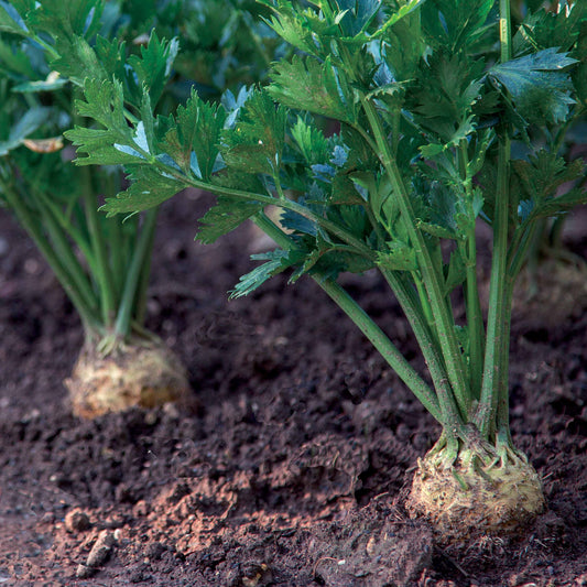Knolselderij 'Reuze van Praag' - Bakker