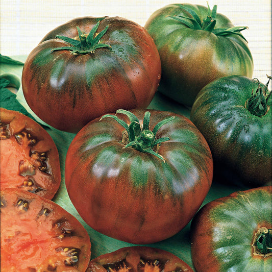 Tomaat 'Black Russian' - Bakker