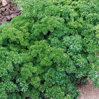 Krulpeterselie - Petroselinum crispum frisé vert foncé - Kruiden