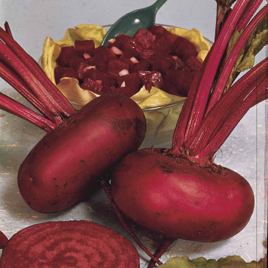 Zwart biet 'Egyptische platronde' - BIO - Bakker