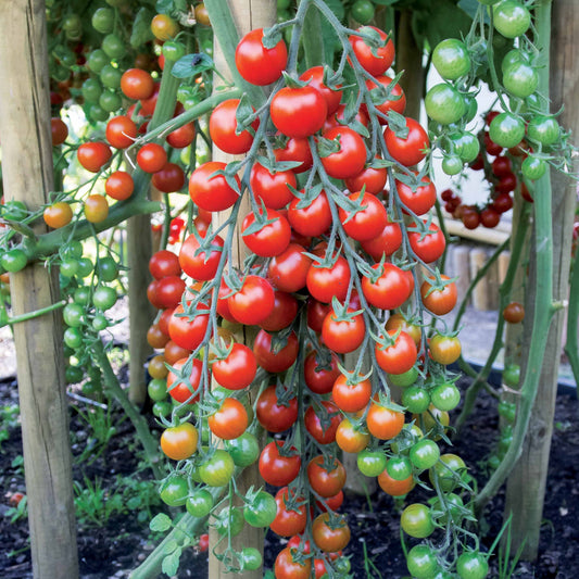 Kerstomaat 'Sweet Baby' - Bakker