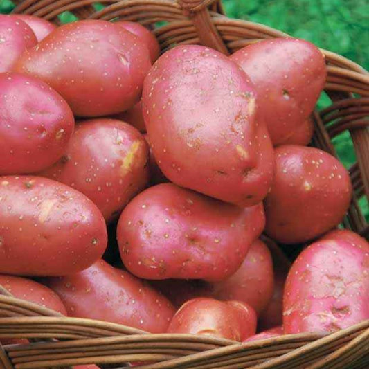 Aardappel 'Rouge de Flandre' (x10) - Solanum tuberosum rouge de flandre - Moestuin
