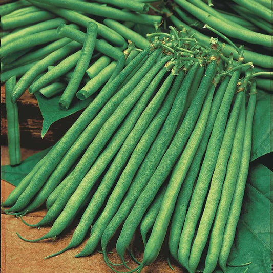 Sperzieboon 'Niki' - Bakker