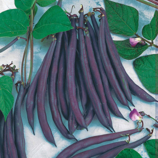 Stamslaboom 'Purple Queen' - Phaseolus vulgaris purple queen - Moestuin