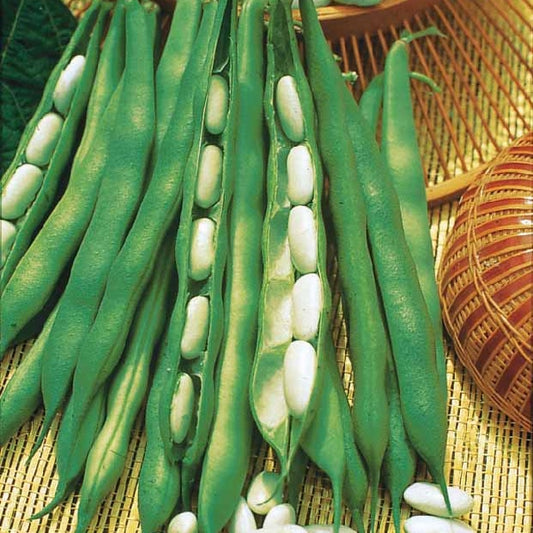 Droogboon 'Lingot Suisse Blanc' - Bakker