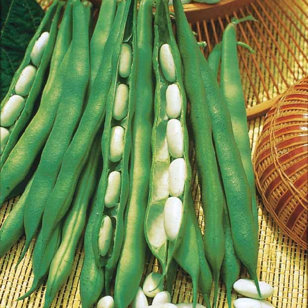 Droogboon 'Lingot Suisse Blanc' - Phaseolus vulgaris nain lingot suisse blanc - Moestuin