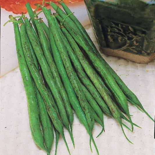 Naaldboon 'Triomphe de Farcy' - Bakker