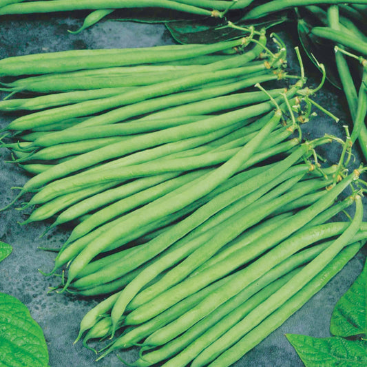Sperzieboon 'Altona' - Phaseolus vulgaris altona - Moestuin