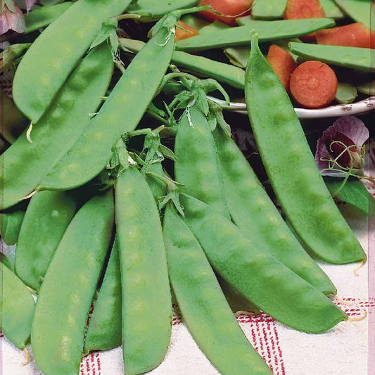 Peul 'Corne de Bélier' - Pisum sativum corne de bélier - Moestuin