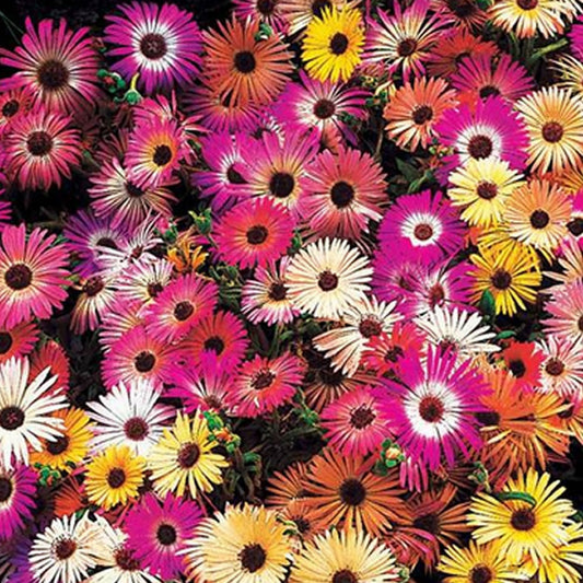 Zaadmat 'Zomerbloeiers' (x5) - Bakker