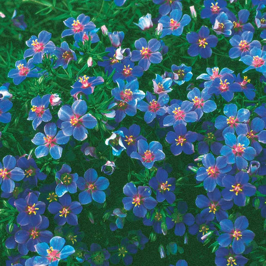 Blauw guichelheil - Bakker