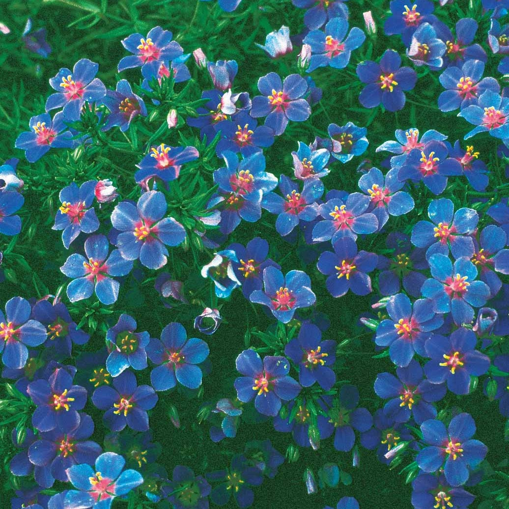 Anagallis linifolia - Blauw guichelheil - Terras en balkon
