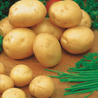 Aardappel 'Sirtema' (x25) - Solanum tuberosum sirtema - Moestuin
