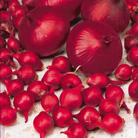 Rode ui 'Red Baron' - Allium cepa red baron - Moestuin