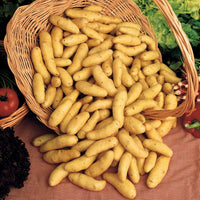 Aardappel 'Ratte' (x25) - Solanum tuberosum ratte - Moestuin