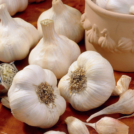 Knoflook 'Messidrome' - Bakker