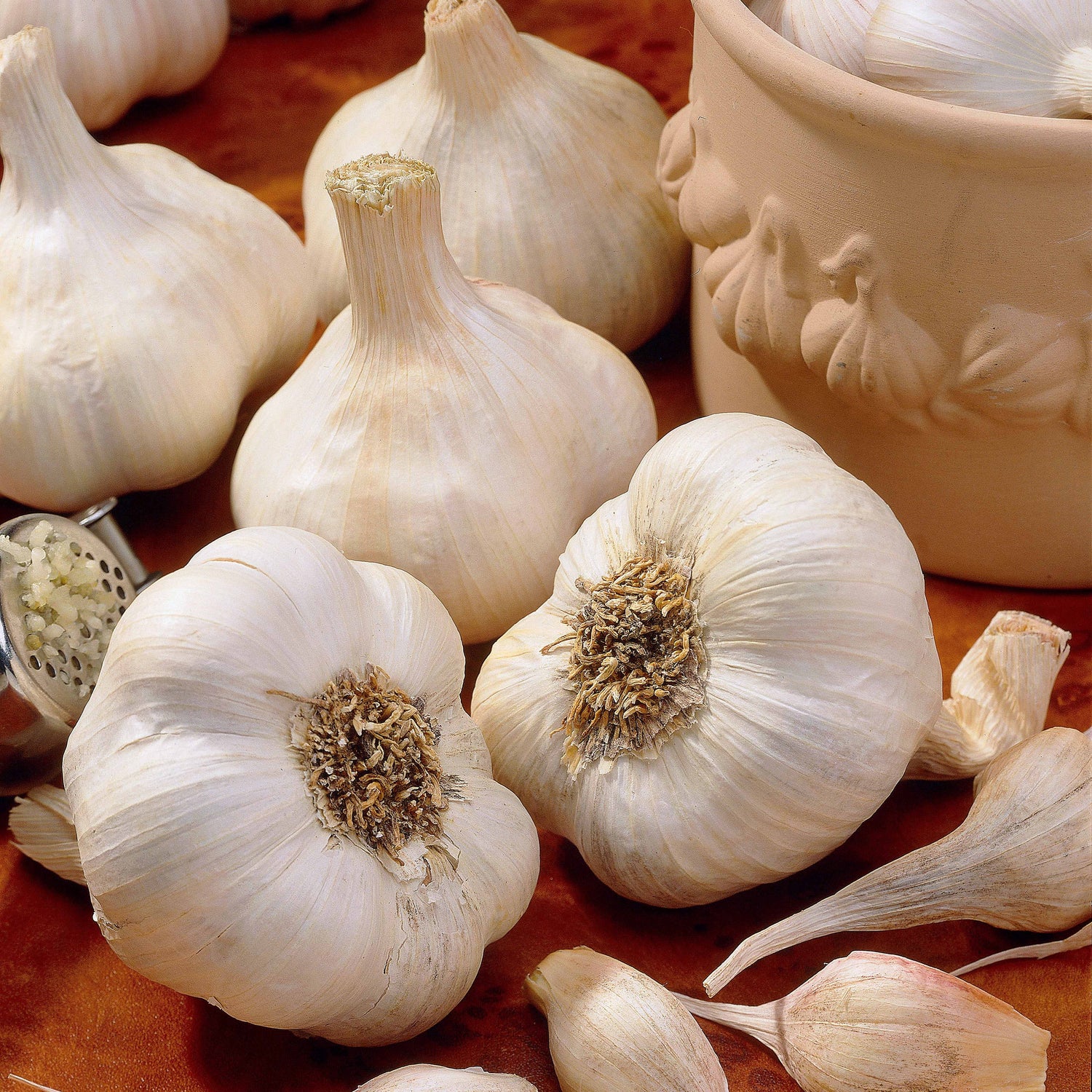 Allium sativum - Knoflook
