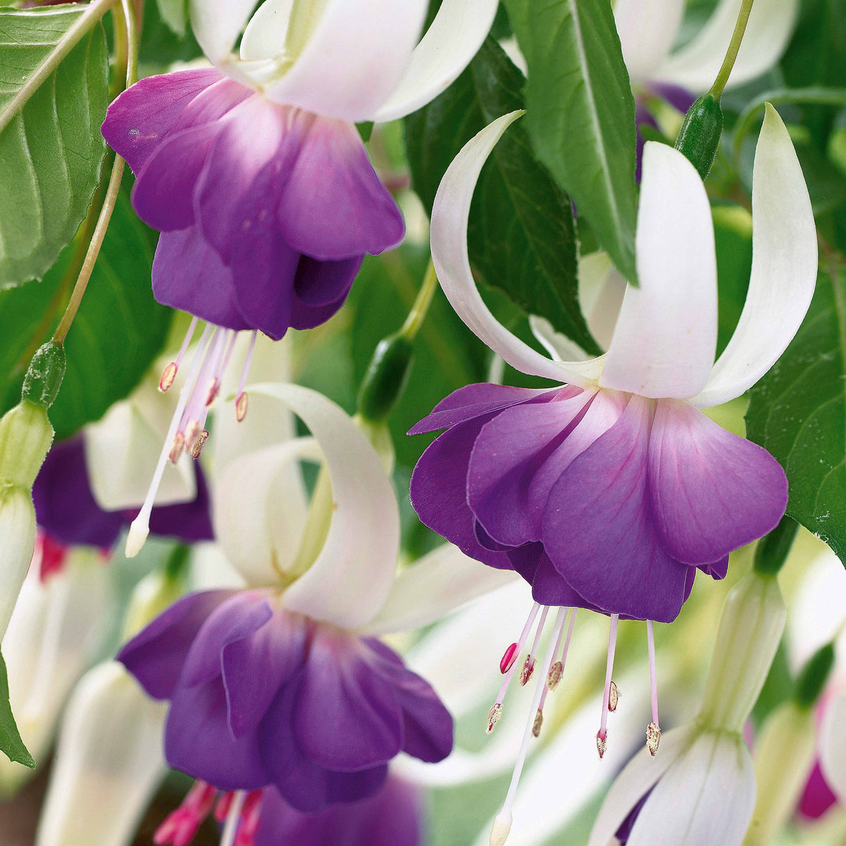 Fuchsia blue sarah - Fuchsia 'Blue Sarah - winterhard (x3) - Fuchsia
