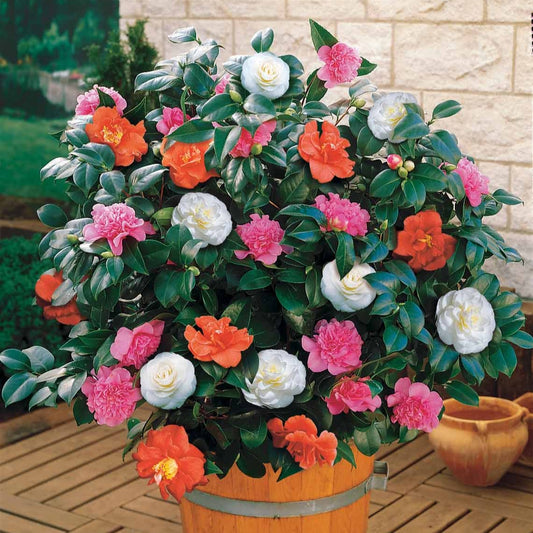 Japanse roos - tricolor - Camellia - Tuinplanten