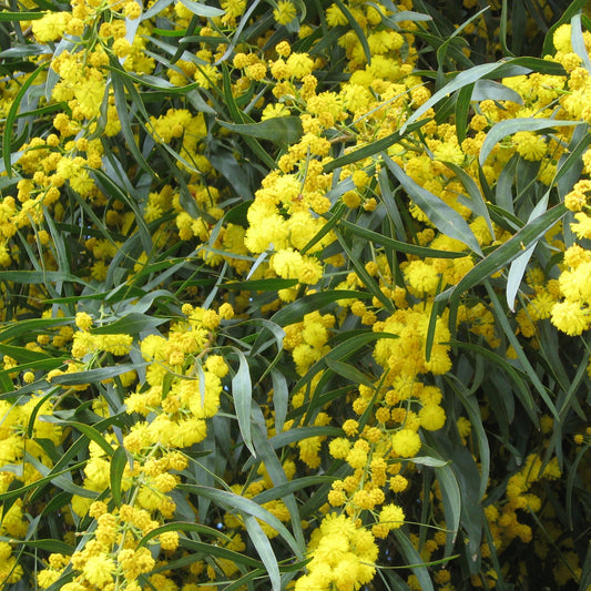 Mimosa der vier seizoenen - Acacia retinodes - Heesters en vaste planten