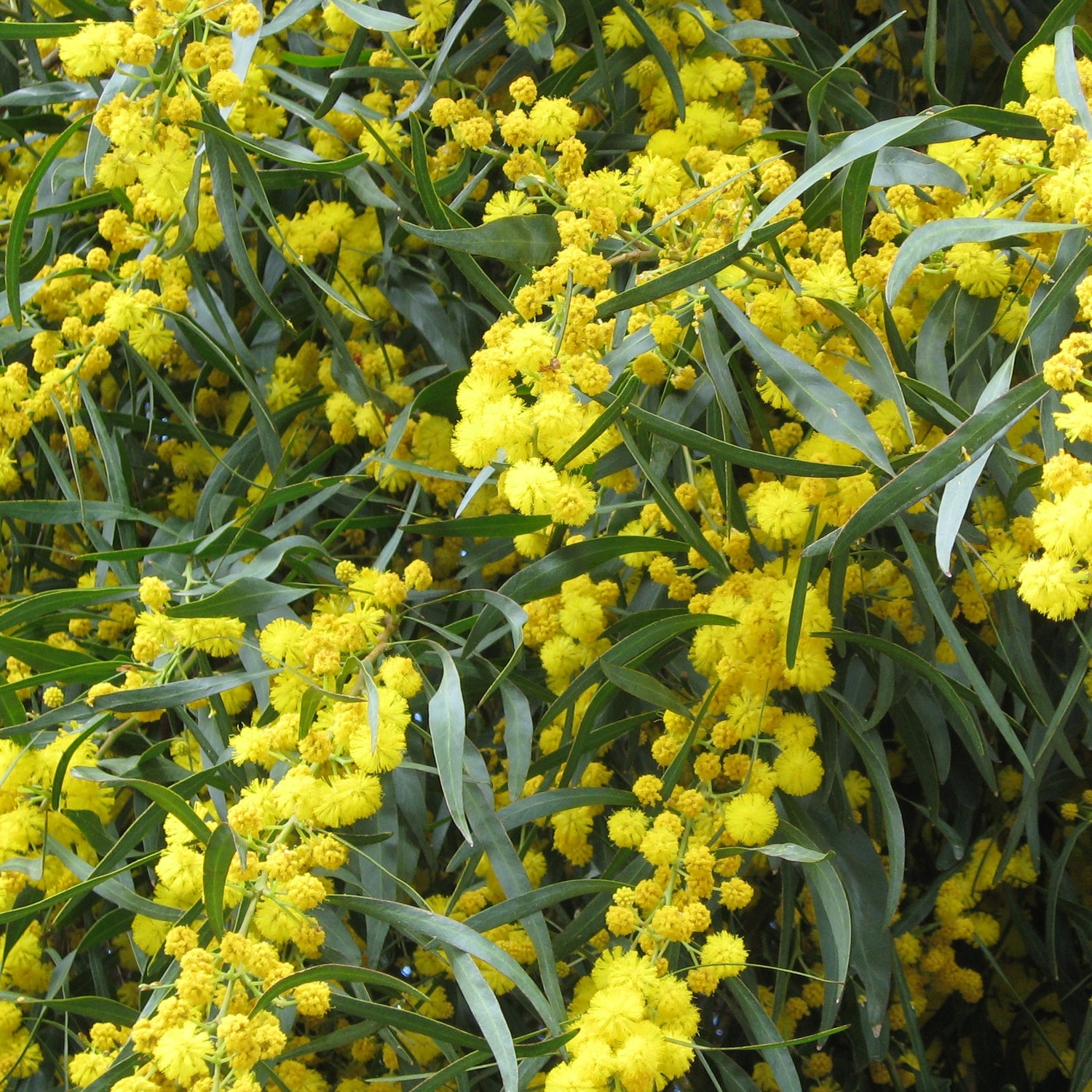 Acacia's