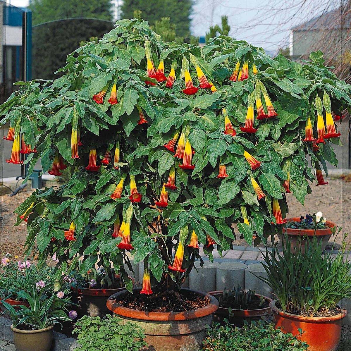 Engelentropmpet - rood + goud - Brugmansia - Bakker