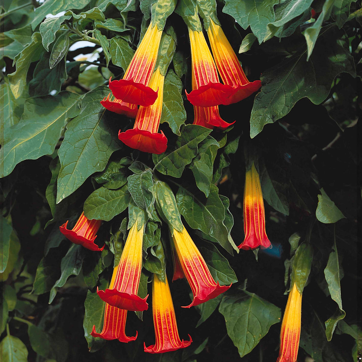 Brugmansia - Engelentrompet - Engelentropmpet - rood + goud - Brugmansia