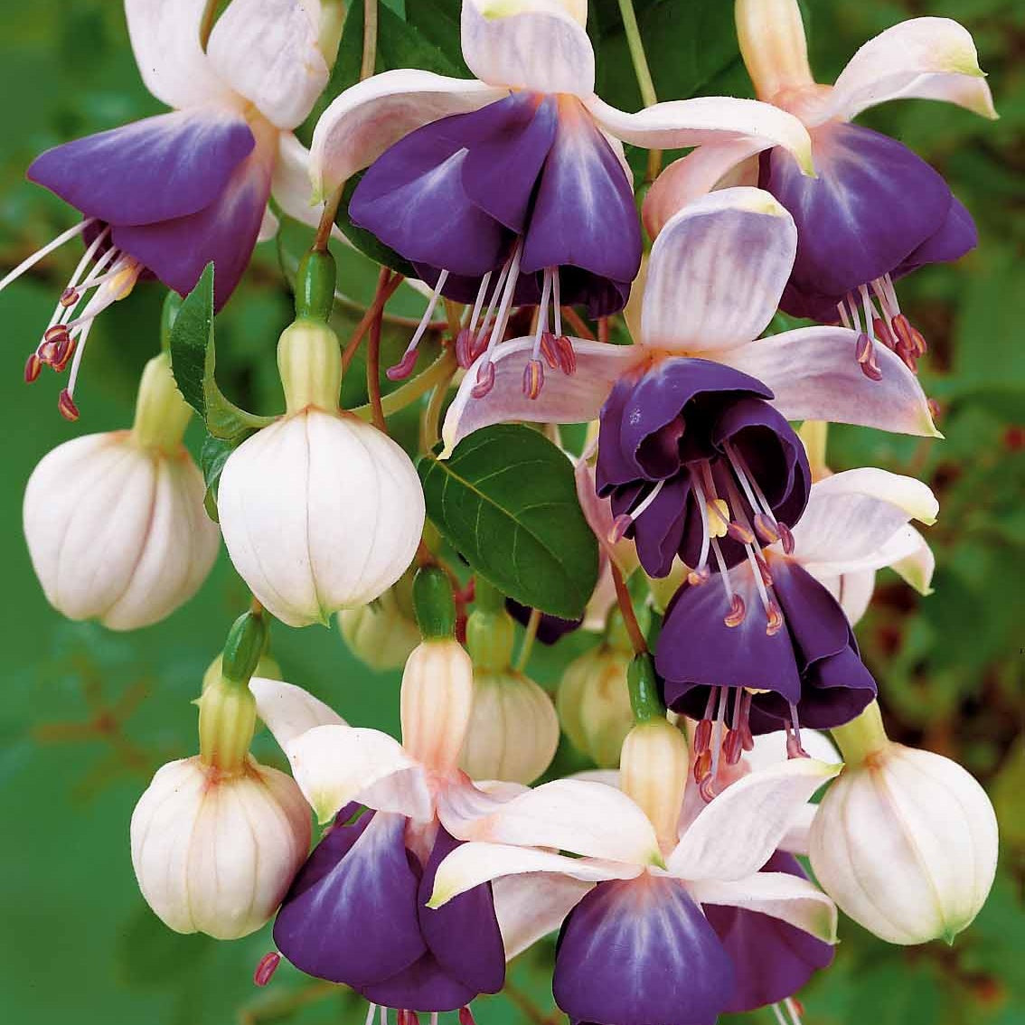 Bellenplant 'Blue Angel' (x3) - Fuchsia blue angel - Bakker