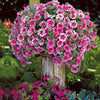Hangpetunnia - roze (x3) - Petunia - Terras- en balkonplanten