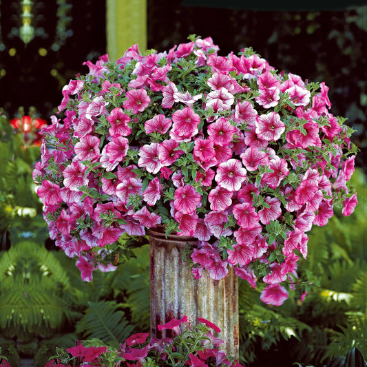 Hangpetunnia - roze (x3) - Petunia - Terras- en balkonplanten