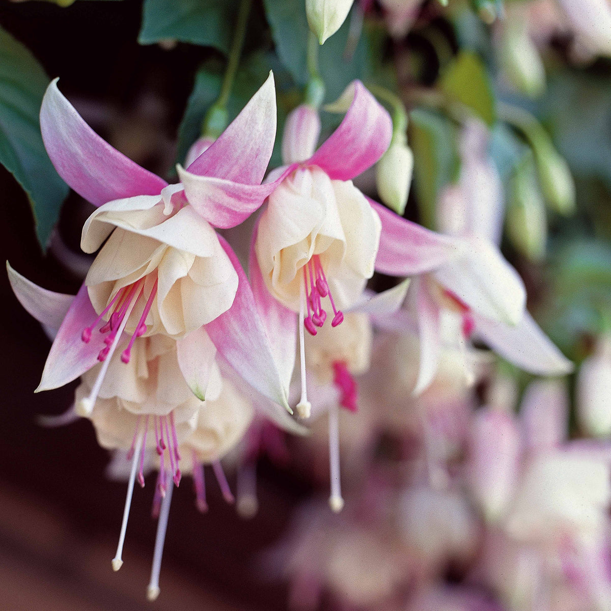 Fuchsia 'Annabel' - winterhard (x3) - Fuchsia annabel - Bakker