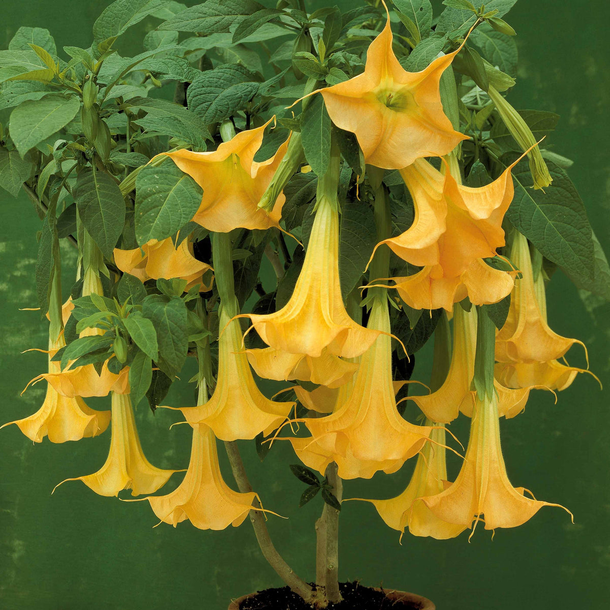 Engelentrompet - geel - Brugmansia - Bakker