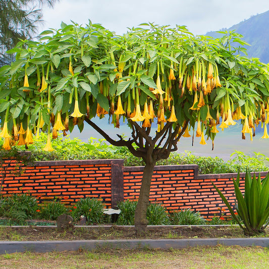 Engelentrompet - geel - Brugmansia jaune