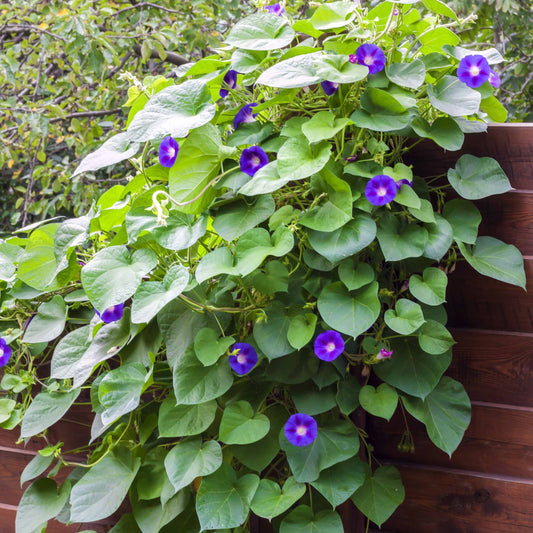 Klimmende winde 'Grandiflora' - Bakker